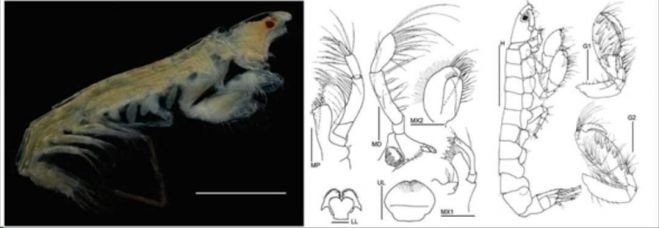Nueva especie de crustáceo descubierto en la plataforma de Yucatán