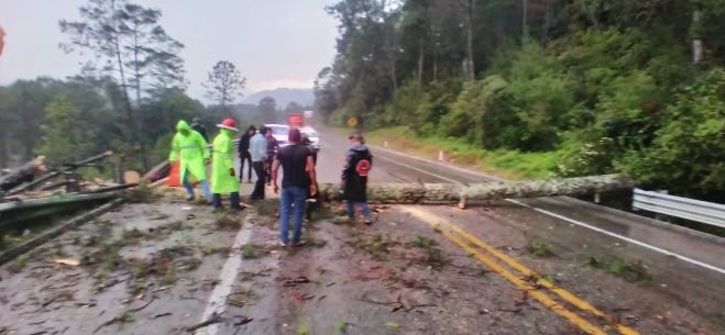 Cae árbol en el km 43 de la carretera de cuota, debido a las fuertes lluvias