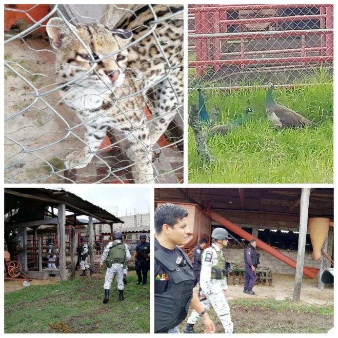 Catea Fiscalía inmueble en Ocosingo; hay dos personas detenidas y animales exóticos asegurados