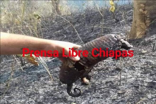 Dos incendios forestales se registran en Chamula y Oxchuc