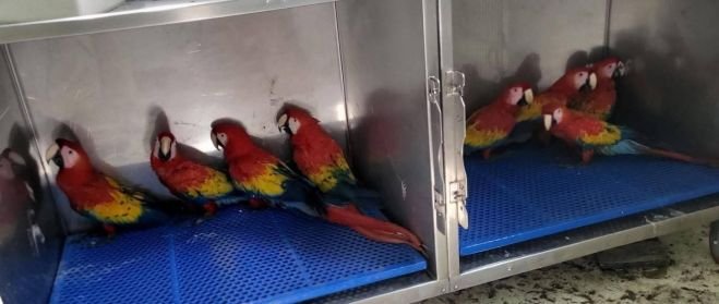 DOS NO SOBREVIVIERON AL RESCATE: EJEMPLARES SE ENCUENTRAN MUY GRAVES