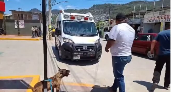 Intentaba ayudar a perro perdido y fue mordido en SCLC