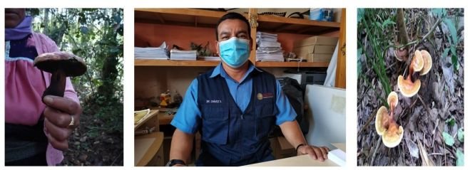 Exhortan a la población no consumir hongos silvestres