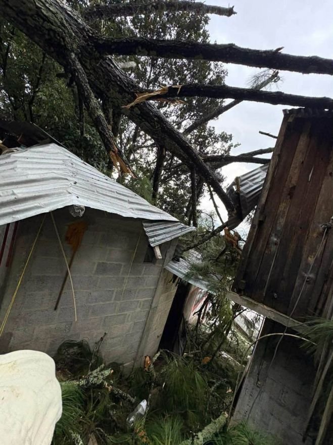 Retiran árbol de 30 metros que cayó sobre una vivienda 