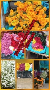 Inicia la venta de flores para mantener viva la tradici&oacute;n del D&iacute;a de Muertos
