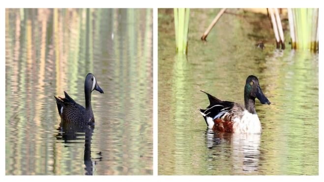 AVES MIGRATORIAS LLEGAN AL LAGO DE MARÍA EUGENIA