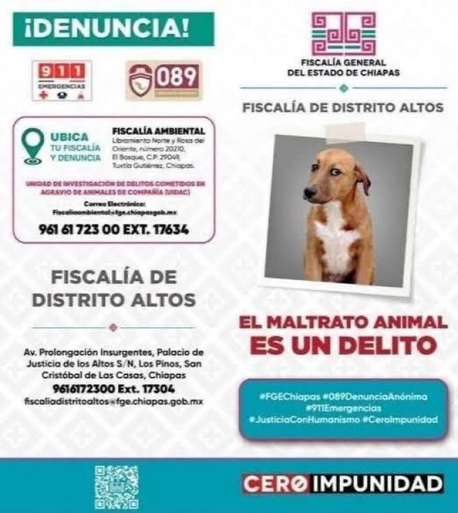 Direcci&oacute;n de Ecolog&iacute;a atiende denuncia ciudadana por presunto maltrato animal