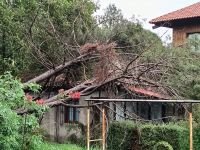 Emiten recomendaciones para prevenir riesgos por caída de árboles 