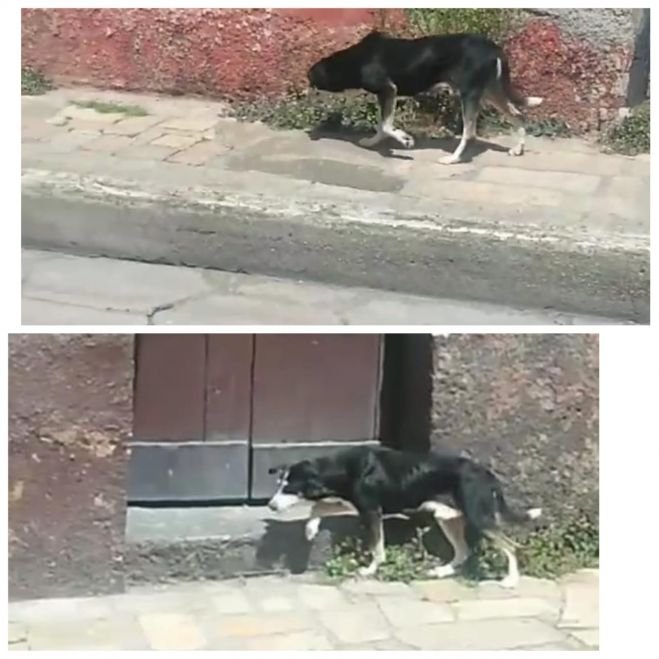 CONTINÚA EL ENVENENAMIENTO DE PERROS EN SAN CRISTÓBAL 