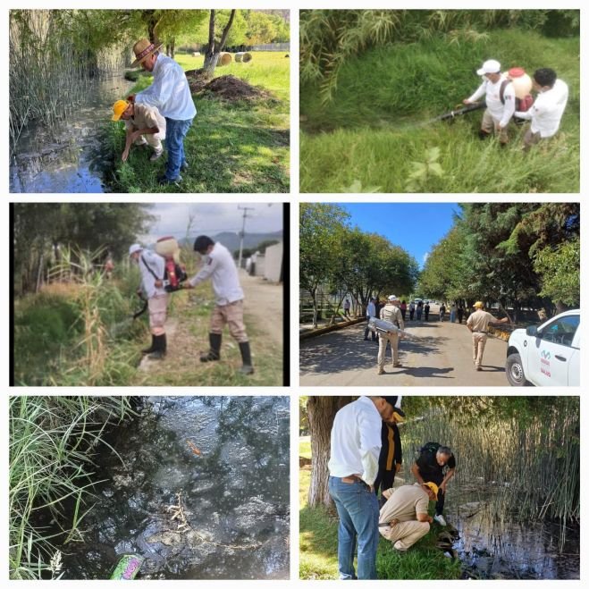 Inician fumigación contra chaquistes en San Cristóbal y Teopisca
