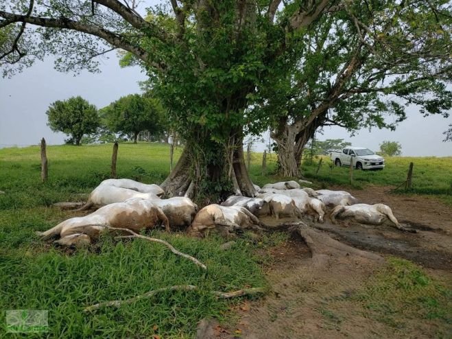 Atiende Gobierno de Chiapas siniestro por muerte de 14 bovinos tras ca&iacute;da de rayo en Pichucalco