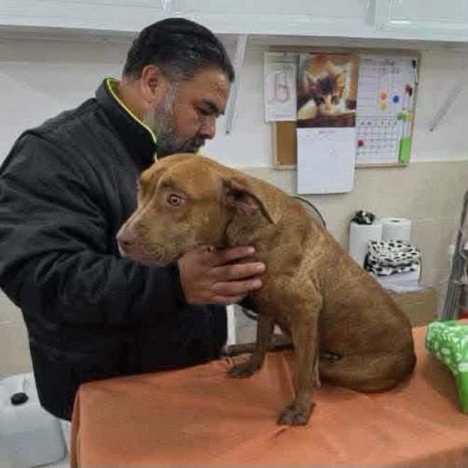 CECAM brinda atención médica a canino rescatado tras incidente vial en San Cristóbal