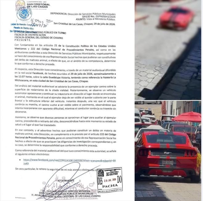 Ayuntamiento de San Crist&oacute;bal presenta denuncias por caso de maltrato animal