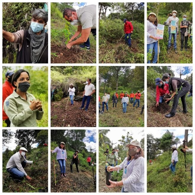 INICIA EN SAN CRISTÓBAL DE LAS CASAS MAGNA REFORESTACIÓN ESTATAL 2020   