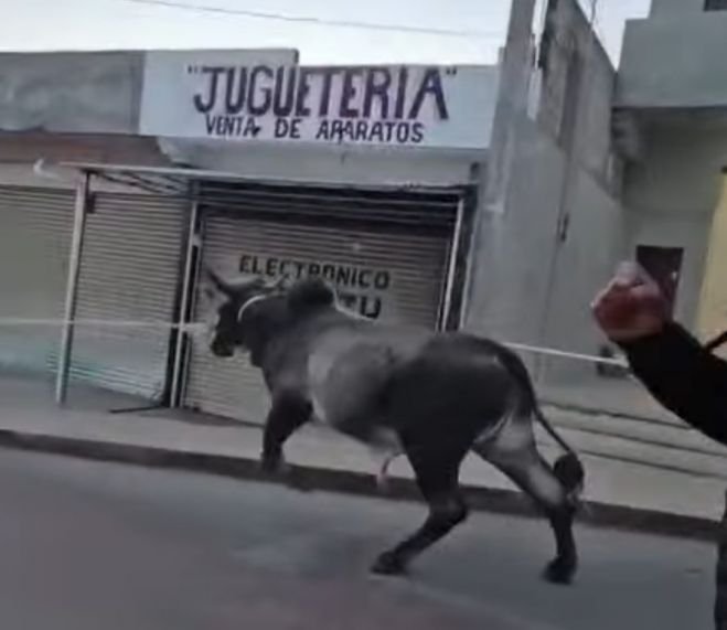 Inicia Carnaval de Chamula con suelta tradicional de toros