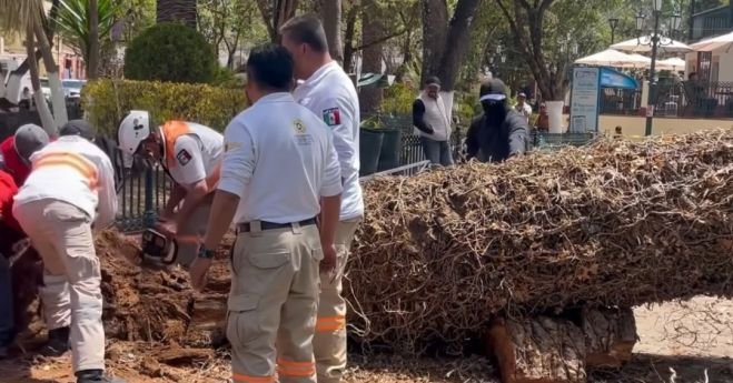 Palmera colapsa en pleno centro de San Cristóbal