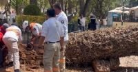 Palmera colapsa en pleno centro de San Crist&oacute;bal