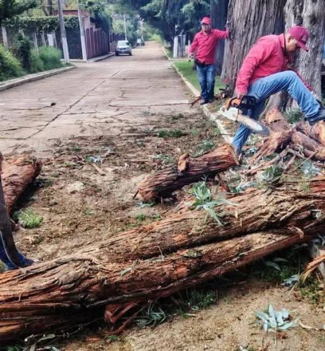 Retiran árboles caídos tras lluvias en San Cristóbal