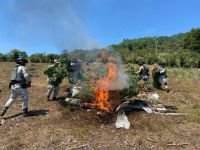 FGR DESTRUYE PLANTÍO DE MARIHUANA EN SANTIAGO EL PINAR EN CHIAPAS