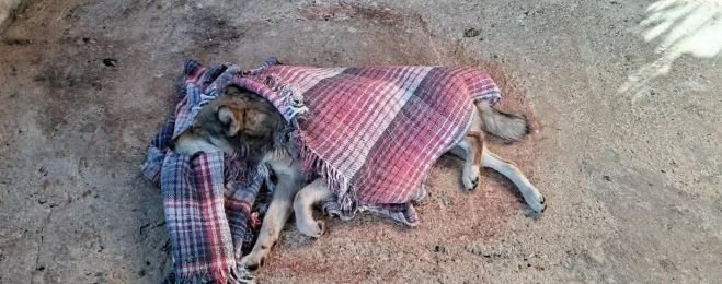 Denuncian envenenamiento de perros en comunidad de SCLC