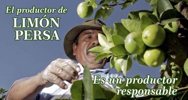 Organizan conferencias y talleres para productores de lim&oacute;n persa 