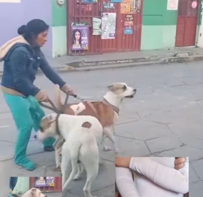 Perro agrade a menor en Los Pinos