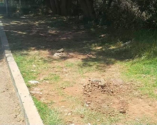 Arrancan árboles sembrados durante jornada de reforestación en Cuxtitali