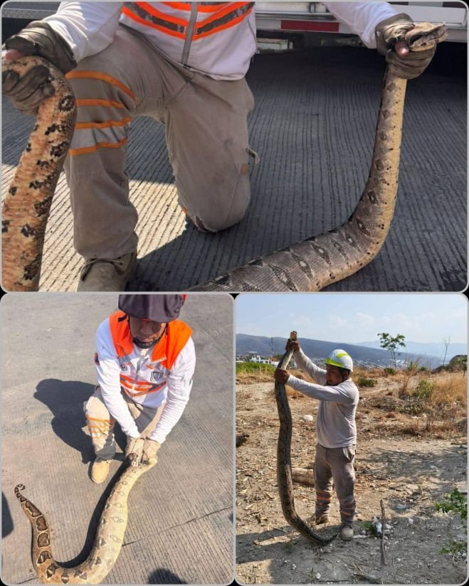 Localizan dos boas en #TuxtlaGuti&eacute;rrez se encontraban al interior de las casas.