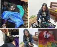 Resguardan monos y guacamayas asegurados por la FGR en San Cristóbal
