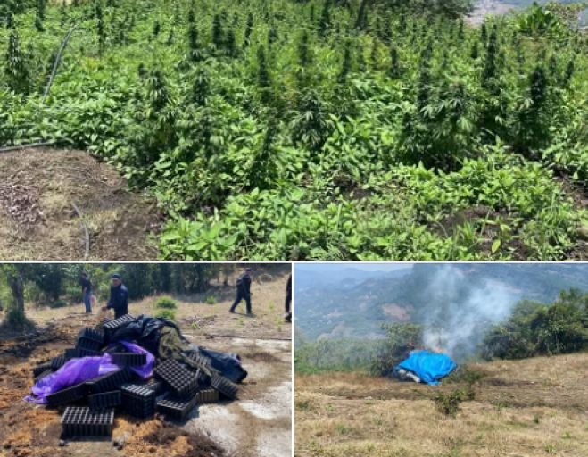 Grupo interinstitucional destruye plantío de marihuana en Santiago El Pinar