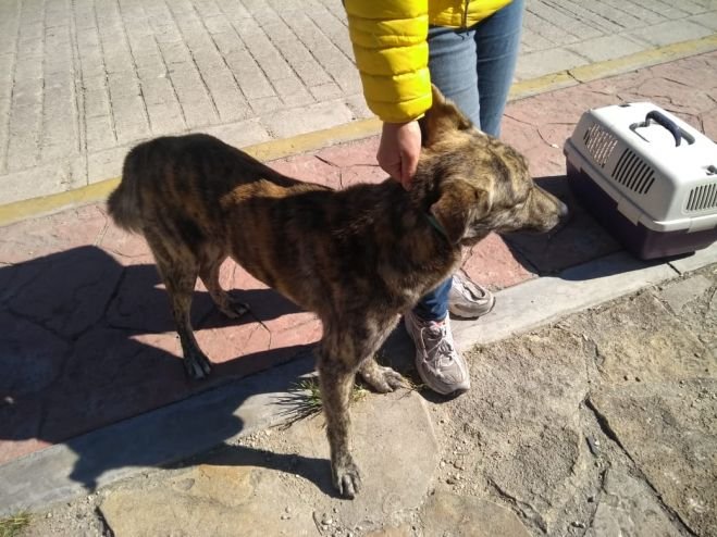 M&aacute;s de 500 cirug&iacute;as caninas y felinas se realizaron el fin de semana en San Crist&oacute;bal