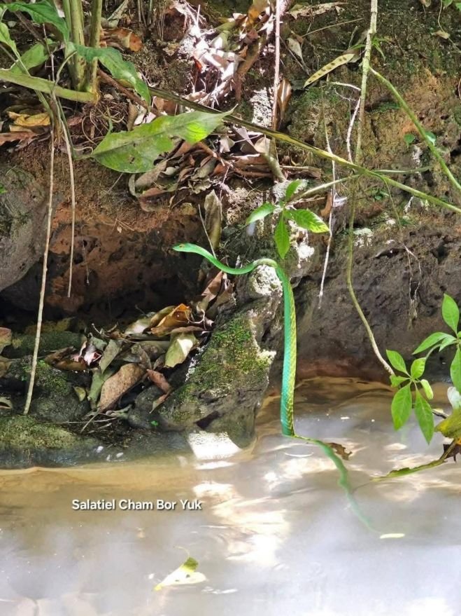 CAPTAN IMPRESIONANTE “PERICO VERDE” EN LA SELVA LACANDONA 