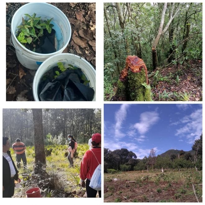 Siete mil arbolitos fueron sembrados en el cerro del Huitepec
