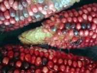 Con diversas actividades celebrar&aacute;n el D&iacute;a Nacional del Ma&iacute;z en la Unich