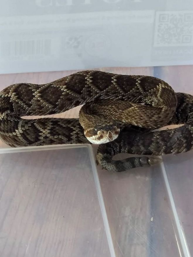 Hallan serpiente de cascabel dentro de una vivienda en San Cristóbal