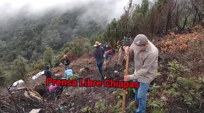 Inicia la décimo séptima Campaña de Reforestación en SCLC 