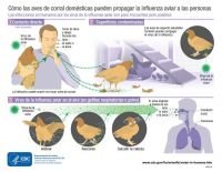 Detectan primer caso de influenza aviar en México: una niña de 3 años