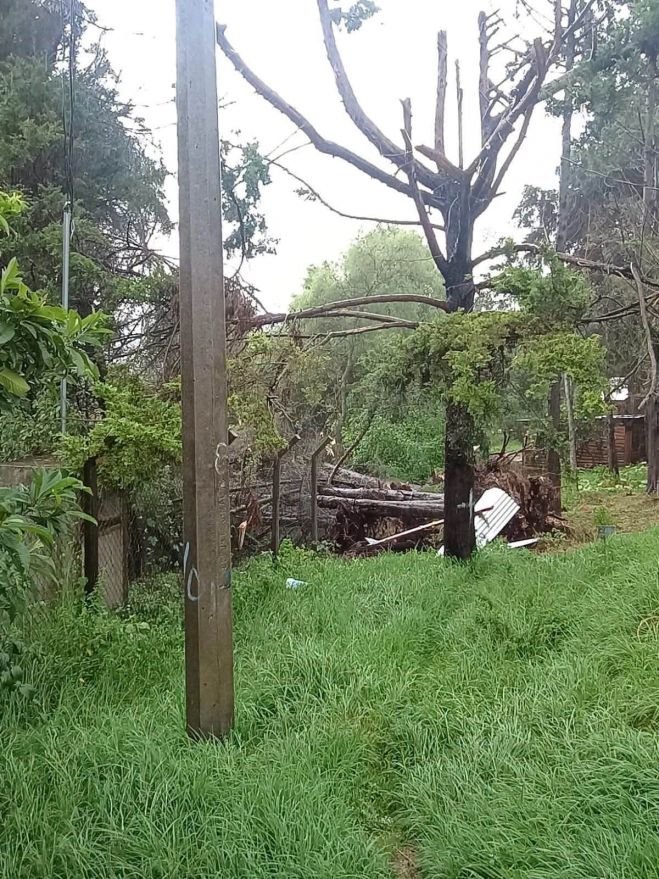 &Aacute;rboles provocan corte de agua en la zona sur