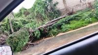 Lluvias y fuertes vientos derriban &aacute;rbol y cables en Quinta San Mart&iacute;n