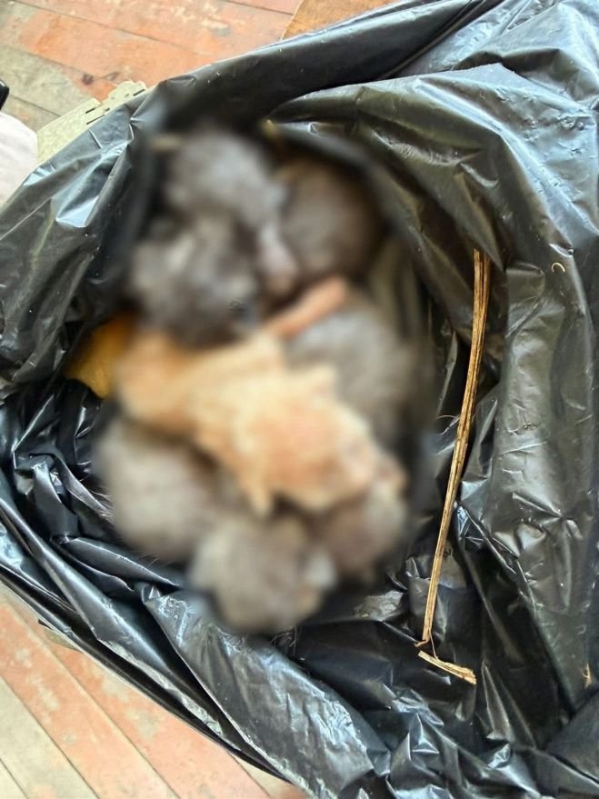 Rescatan a cuatro felinos en San Cristóbal; Ayuntamiento refuerza llamado contra el maltrato animal