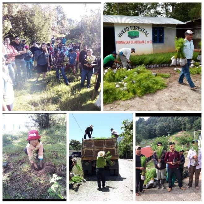 Crisis de agua obliga a ind&iacute;genas y campesinos sumarse a la reforestaci&oacute;n