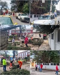 Retiran &aacute;rbol de alto riesgo en San Francisco