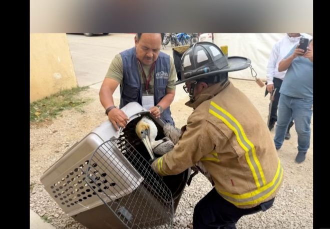Rescatan pelícano en San Cristóbal; otro fue sacrificado en Chamula
