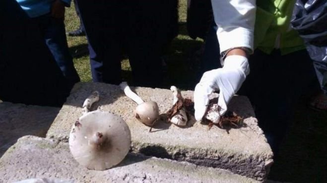 Realizan Feria Itinerante del Hongo en Chamula
